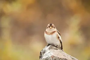 Emberizidae: Snow Bunting