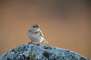 Emberizidae: Snow Bunting