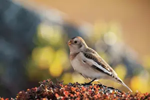 Emberizidae: Snow Bunting