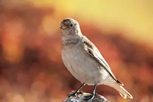 Emberizidae: Snow Bunting