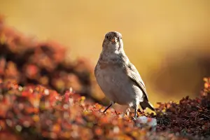 Emberizidae: Snow Bunting
