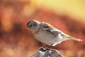 Emberizidae: Snow Bunting