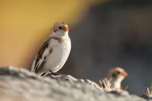 Emberizidae: Snow Bunting