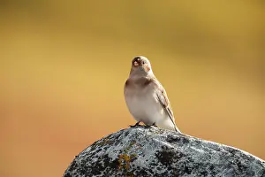 Emberizidae: Snow Bunting