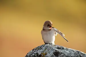 Emberizidae: Snow Bunting
