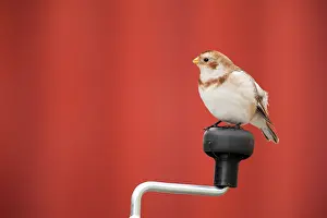 Emberizidae: Snow Bunting