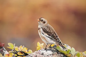 Emberizidae: Snow Bunting