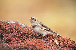 Bilberry: Snow Bunting