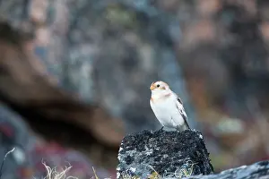 Emberizidae: Snow Bunting
