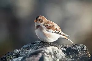 Emberizidae: Snow Bunting
