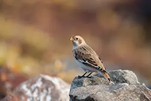 Emberizidae: Snow Bunting