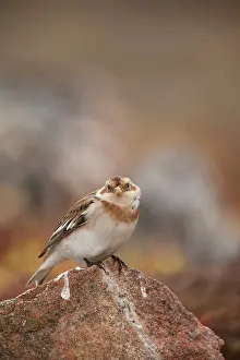 Emberizidae: Snow Bunting