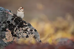 Emberizidae: Snow Bunting