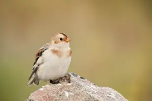 Emberizidae: Snow Bunting