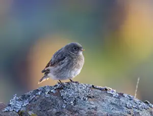 Plectrophenax: Snow Bunting