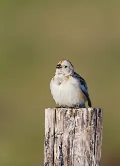 Plectrophenax: Snow Bunting