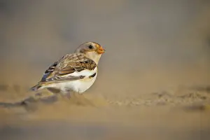 Plectrophenax: Snow Bunting