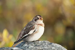 Emberizidae: Snow Bunting