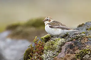 Nivalis: Snow Bunting