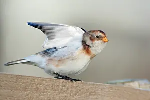 Groningen: Snow Bunting