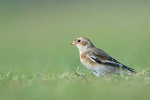 Nivalis: Snow Bunting