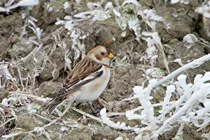 Nivalis: Snow Bunting