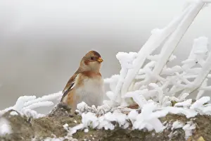 Nivalis: Snow Bunting