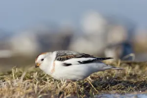 Varangerfjord: Snow Bunting
