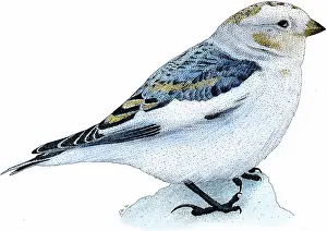 Nivalis: Snow bunting