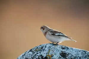 Emberizidae: Snow Bunting