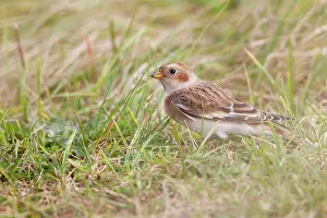 Nivalis: Snow Bunting
