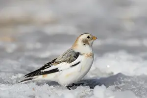 Plectrophenax: Snow Bunting - adult bunting in winter plumage - Scotland