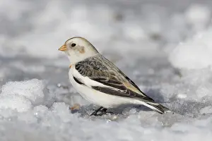 Plectrophenax: Snow Bunting - adult bunting in winter plumage - Scotland