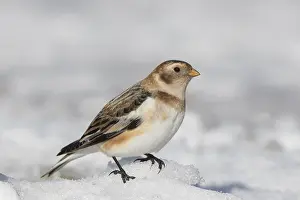 Nivalis: Snow Bunting - adult bunting in winter plumage - Scotland