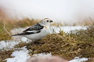 David Kilbey: Snow Bunting - adult male feeding on mountain slopes