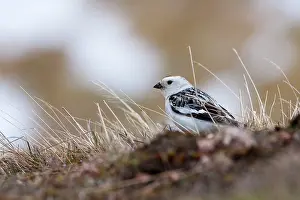 David Kilbey: Snow Bunting - adult male feeding on mountain slopes