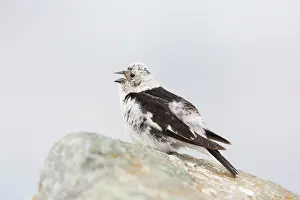 Bunting: Snow Bunting - adult male in summer plumage - Iceland