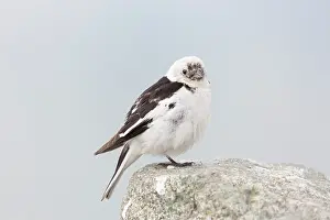 Bunting: Snow Bunting - adult male in summer plumage - Iceland