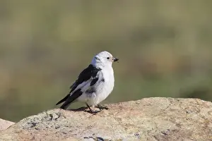 Nivalis: Snow Bunting - adult male - Svalbard, Norway