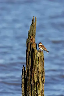 Breakwater: Snow Bunting - On breakwater in Winter