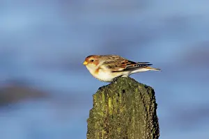 Breakwater: Snow Bunting - On breakwater in Winter