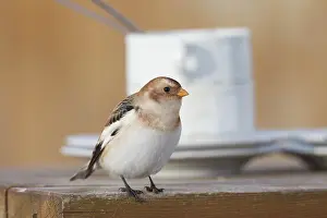 160517: snow, bunting, buntings, Snow Bunting adult
