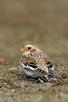 Plectrophenax: Snow Bunting - female