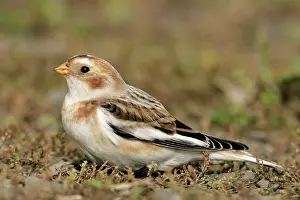 Plectrophenax: Snow Bunting - female