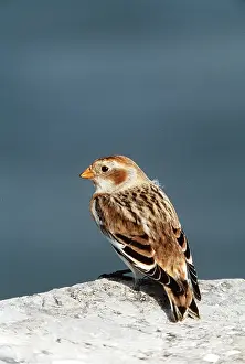 Bunting: SNOW BUNTING - female, sitting on rock