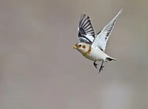 Brian Bevan: Snow Bunting - in flight