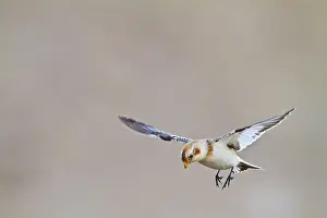 Brian Bevan: Snow Bunting - in flight