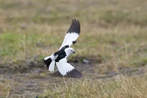 Bunting: Snow Bunting flight