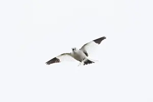 Bunting: Snow Bunting flight
