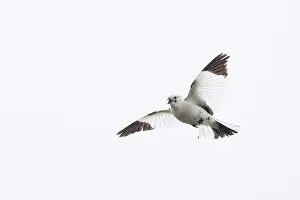 Bunting: Snow Bunting flight